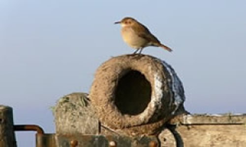 Ave Nacional de Argentina El Hornero