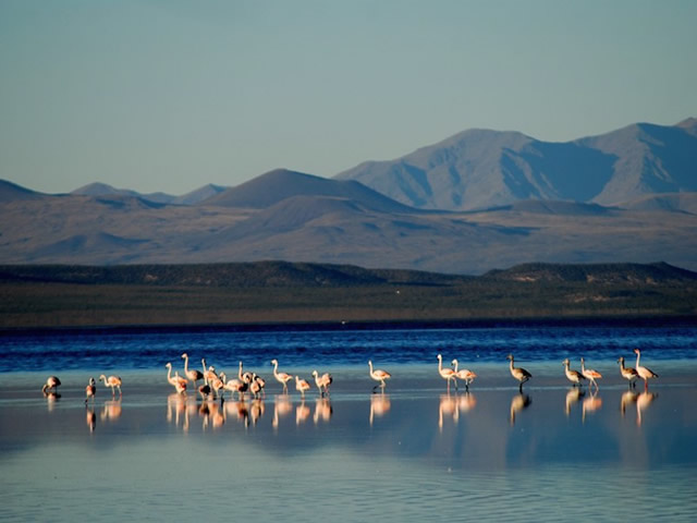 Laguna Llancanelo Malargue Mendoza Argentina