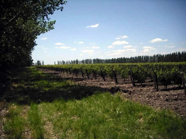 Monte Coman San Rafael Mendoza Argentina