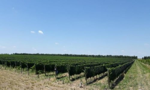 Santa Rosa Mendoza Argentina