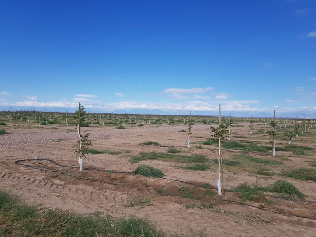 Anchoris Tupungato Mendoza Argentina
